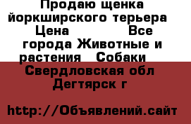Продаю щенка йоркширского терьера  › Цена ­ 20 000 - Все города Животные и растения » Собаки   . Свердловская обл.,Дегтярск г.